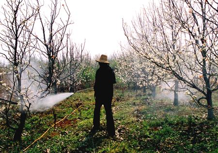 硫磺粉在果樹種植上的應用